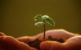 Lời tâm sự của hạt giống