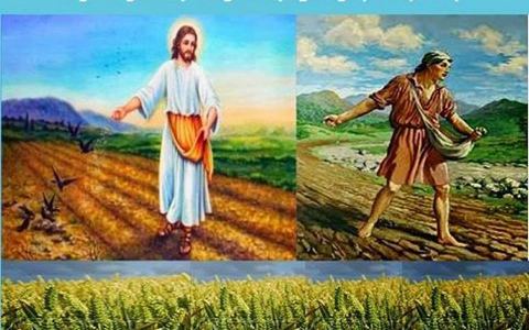 Hạt giống lời Chúa và mảnh đất tâm hồn
