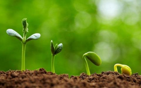 “Cô tiên” hạt cải và nắm men