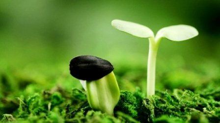 Lớn mạnh và thấm nhập
