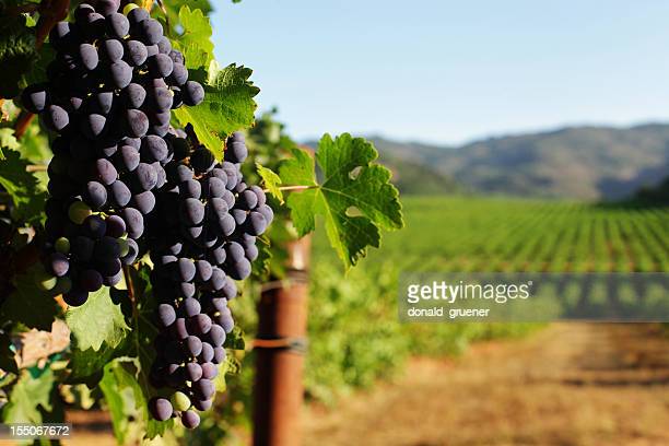 gettyimages 155067672 612x612