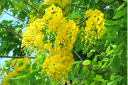 Cảm ơn OSAKA, người bạn đồng hành