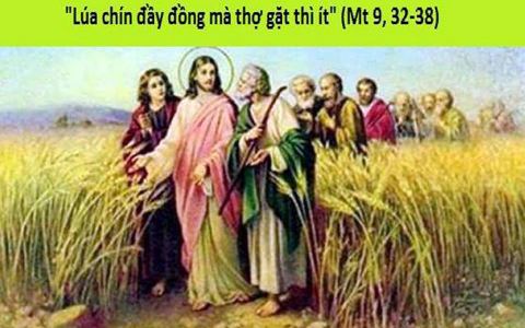 Lúa chín đầy đồng mà thợ gặt lại ít!