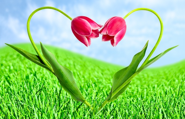 love flower stock photo