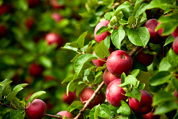 istockphoto 488152916 612x612