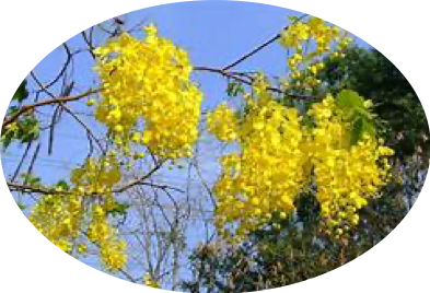Nỗi nhớ điệp vàng