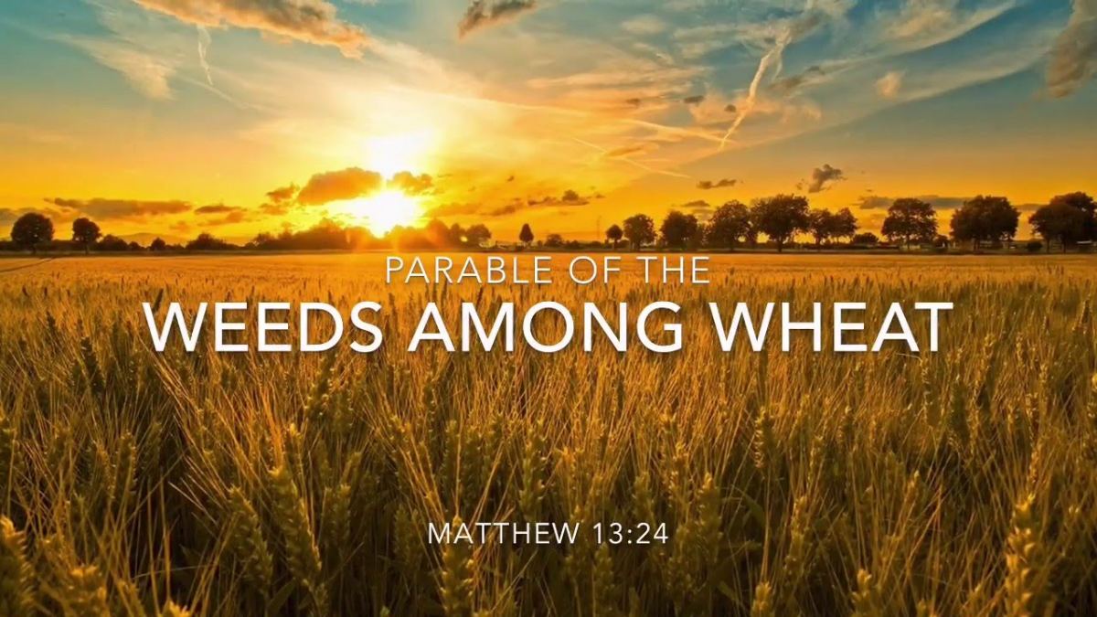 parable of the weeds