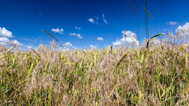 picture of a field of wheat 1024x576