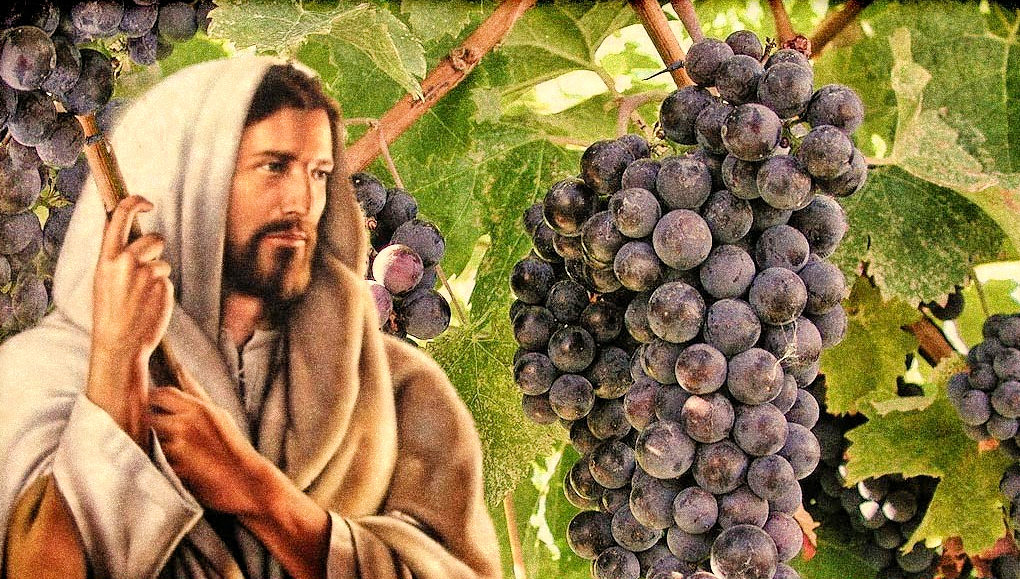 vine and grapes 1020x579
