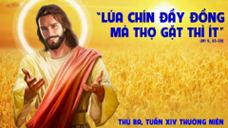 Lúa chín đầy đồng